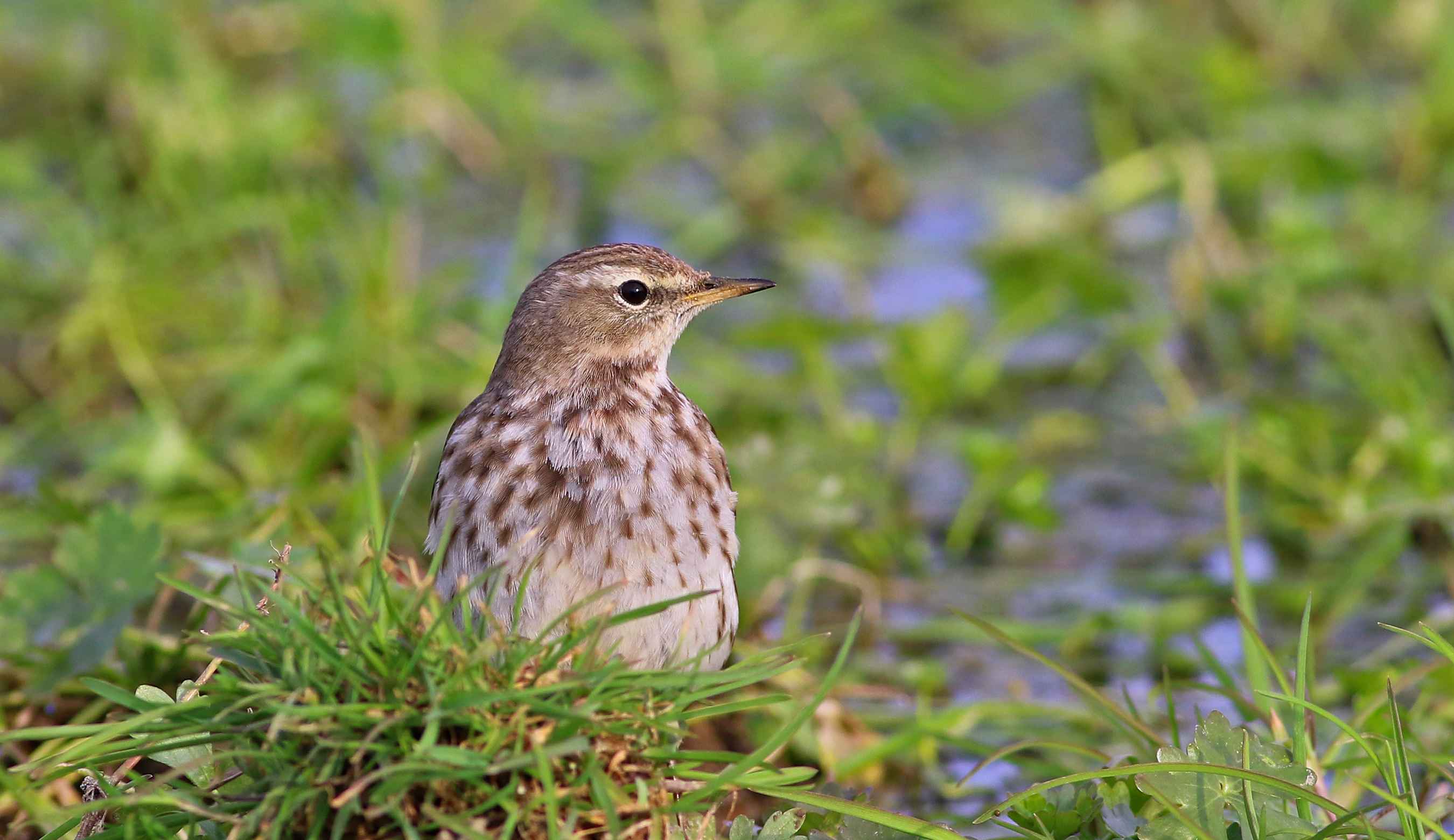 Water Pipit